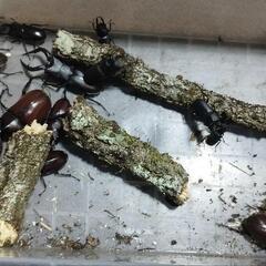 受け渡し予定者が決まりました❗天然採集　第3回❗カブト虫、クワガタ虫を無料で差し上げます。の画像