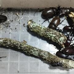 第4回　天然採集　カブト虫、クワガタ虫を無料で差し上げます❗の画像