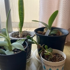 多肉植物4点セット　観葉植物　インテリア