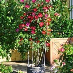 四季咲き つる薔薇 バラ コクテール