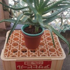 アロエの画像