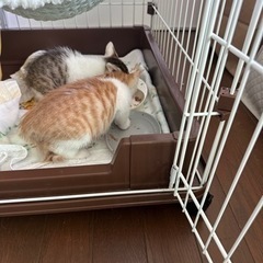 2ヶ月弱のオス2匹 - 里親募集