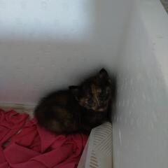 捨てられていた子猫
