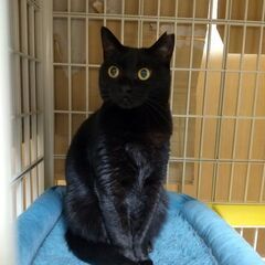 金色の瞳の小柄なマミさん　黒猫推定4才 - 横浜市