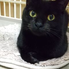 金色の瞳の小柄なマミさん　黒猫推定4才 - 猫