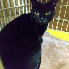 金色の瞳の小柄なマミさん　黒猫推定4才 − 神奈川県