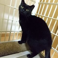 金色の瞳の小柄なマミさん　黒猫推定4才 - 里親募集