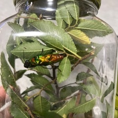 昆虫　生体　販売