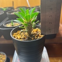 ギラウミニアナ　実生　の画像