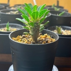 ギラウミニアナ　実生　の画像