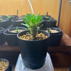 ギラウミニアナ　実生　の画像