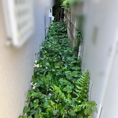 【報酬3,000円】草むしり, 雑草袋詰めの手伝いをお願いします！
