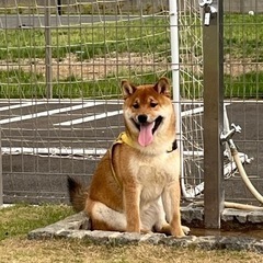 9ヶ月　柴犬　オス