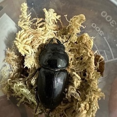 オオクワガタ能勢YG♀単品50.2mm