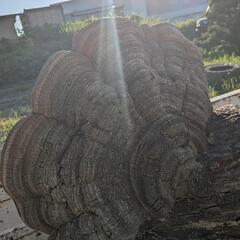 サルノコシカケの画像