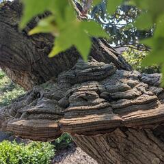 サルノコシカケの画像