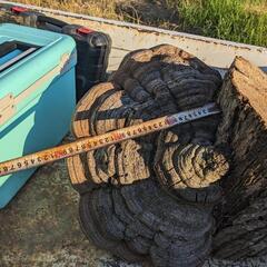 サルノコシカケの画像