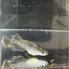 メダカ フロマージュ 有精卵 5コ＋α