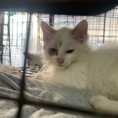 ラグドールミックスちゃん、シャム猫ちゃん、ラグドールぶさかわちゃん - 我孫子市