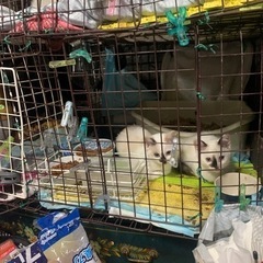 ラグドールミックスちゃん、シャム猫ちゃん、ラグドールぶさかわちゃん - 里親募集