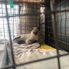 ラグドールミックスちゃん、シャム猫ちゃん、ラグドールぶさかわちゃん − 千葉県