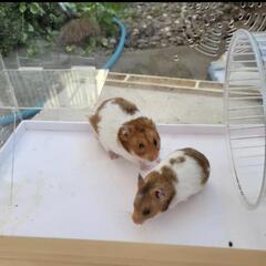 はむちゃん達