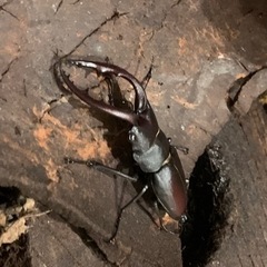 クワガタペア♂♀700円です！