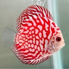 ディスカス　レッドピジョン