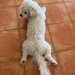 犬、猫好きな人〜🫶！