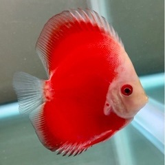 ディスカス　スーパーレッドメロン