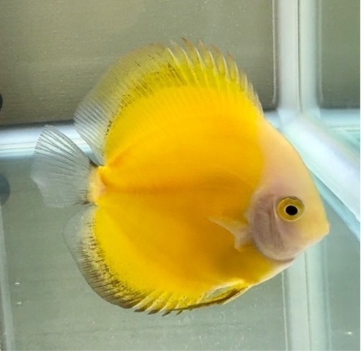 ディスカス　イエローレモン
