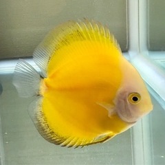 ディスカス　イエローレモン