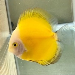 ディスカス　イエローレモンの画像