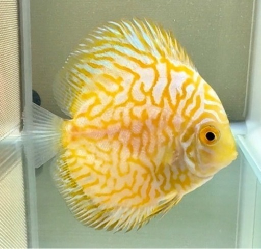 ディスカス　イエローピジョン