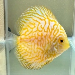 ディスカス　イエローピジョン