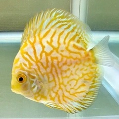 ディスカス　イエローピジョンの画像