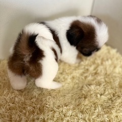 大決算価格❗️❗️シーズー❤️