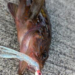気軽に釣りに行ける人募集！