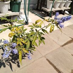 西洋ニンジンボク鉢植え