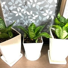 観葉植物　サンスベリア ハニー グリーン（鉢、皿付き）の画像