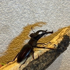 ☆ミヤマクワガタ☆