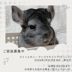 〖大特価〗チンチラ ライトエボニー アンゴラキャリア(RPAc)...