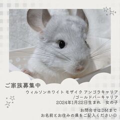 〖大特価〗チンチラ ウィルソンホワイトモザイク(白多め) アンゴ...