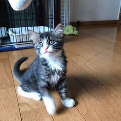 女の子の子猫ちゃんです！　兵庫県