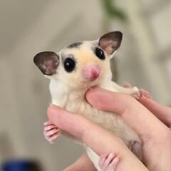 ❤フクロモモンガモザイクベビー❤綺麗な男の子