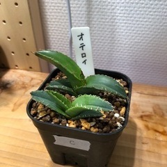 アガベ オテロイ 実生（C）