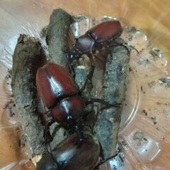 クワガタ３種と極小カブト全１０匹800円