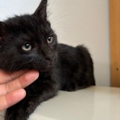 甘えん坊黒猫くん