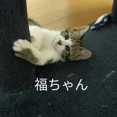 里親さんを募集しています。
