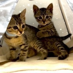 家族が出来ました🍀スカイ＆ボス キジ猫兄弟